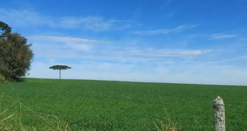 Lapa, 50 alqueires, à 28 km da cidade, 121 hectares, plantando 17 alqueires, car, mapa topográfico,
