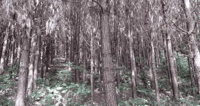 Campo largo, itambé, 508 hectares, 209 alqueires, à 49km park shopping barigüi, curitiba, à venda ,