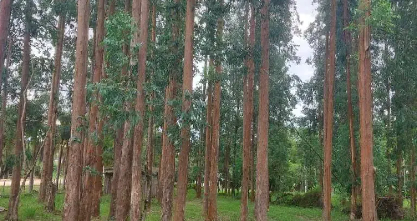 Lapa/ balsa nova, 54 alqueires ou 131 há , floresta de pinos e eucalipto pronta pra corte, à venda,