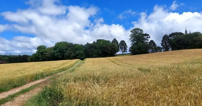 Balsa nova, 89 há, ou 36,77 alqueires, plantando 23 alqueires, próximo estrada balsa nova, zona rur