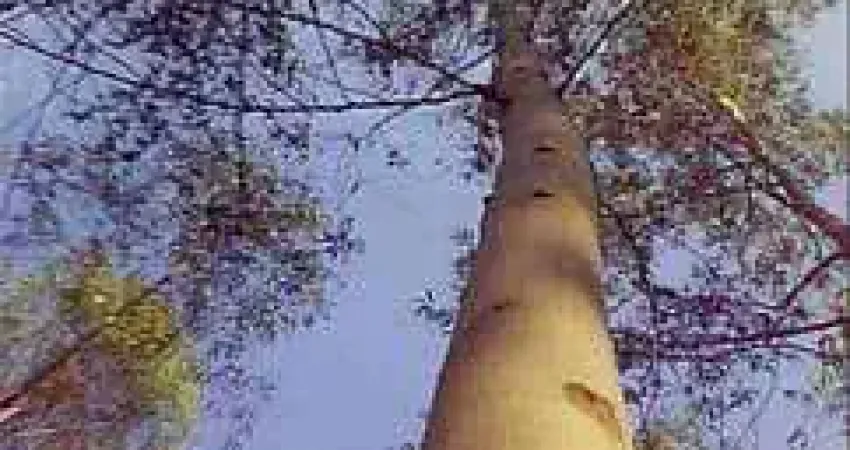 São paulo, fazenda 1.867há ou 771 alqueires, floresta de eucaliptos, árvores com mais de 30 anos, à