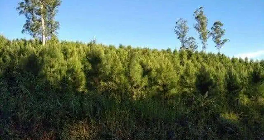 Campo largo , itambezinho, 106 alqueires ou 258 há, reflorestamento, área plantada de 36 alqueires,