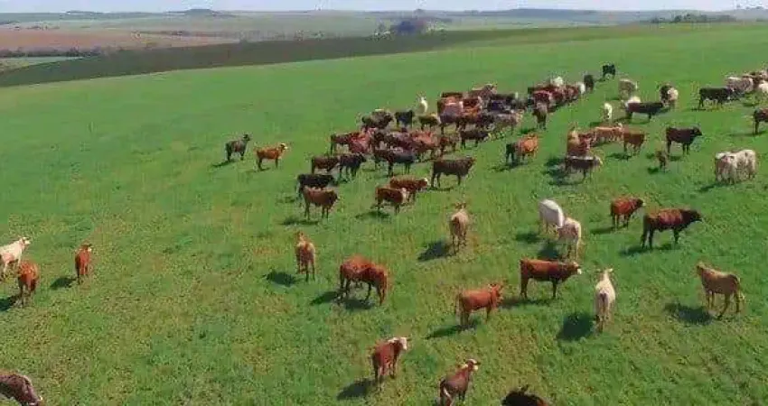 Palmeira, fazenda à 46km park barigui, 100 alqueires, 242 hectares, ou 2.420.000m², dupla aptidão,