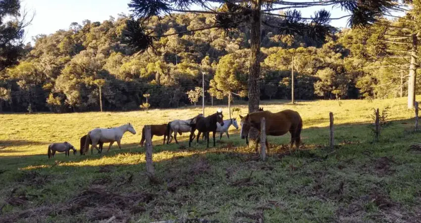 Tijucas do Sul, Fazenda 160 Alqueires, 367,10 há, Haras ou Loteamento, Casa sede 500m² venda, Zona