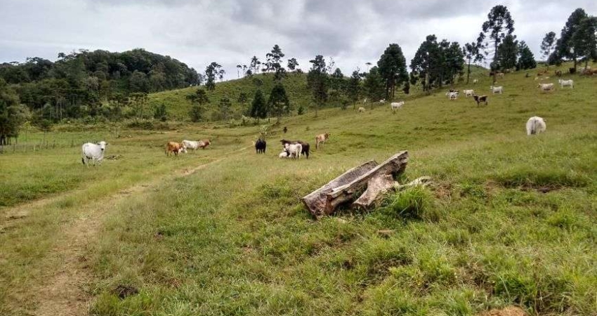 Terreno para venda com 142 Alqueires Cubatão - Campo Alegre - SC