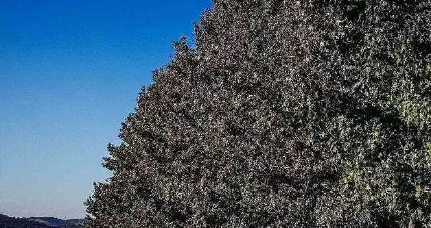 TERRA CAXAMBU | Lotes a partir de 1000m² | Clube completo e Lagos | Pagamento Facilitado