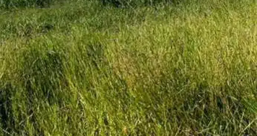 Terreno à venda, 200 m² por R$ 120.000,00 - Maisparque Rio Preto - São José do Rio Preto/SP