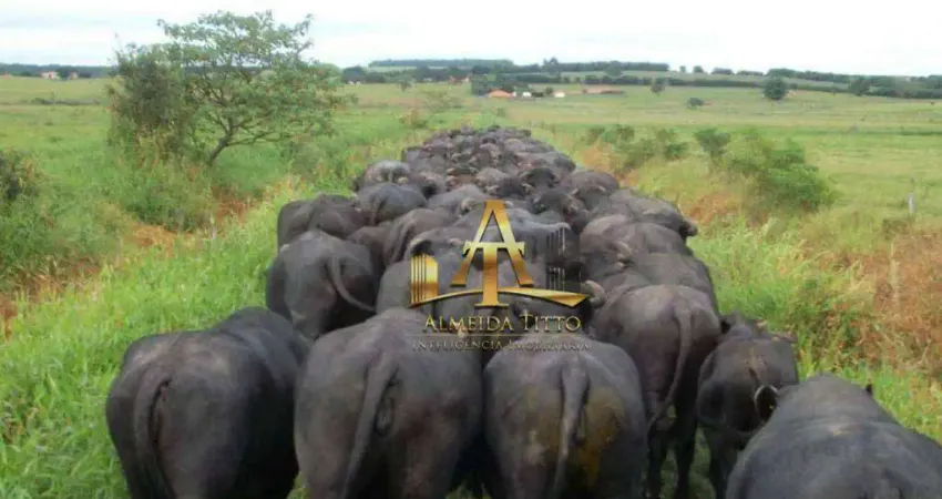 Fazenda de Búfalos à Venda na Região de Itaporanga SP