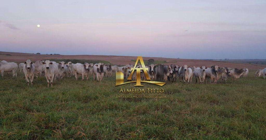 Fazenda com 1 sala à venda na Área Rural, 1130, Área Rural de Marília, Marília