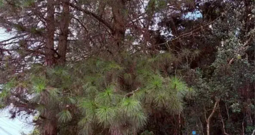 Terreno à venda em Tijucas do Sul-PR, no Campo Alto: 5.000m² de oportunidade única!