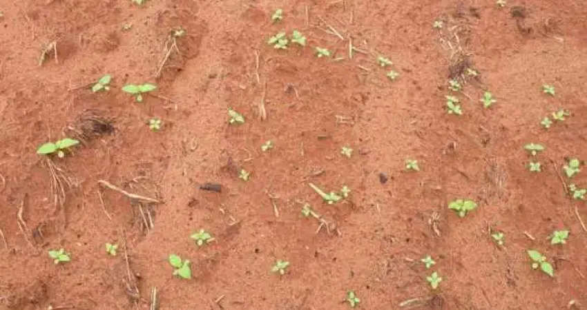 Fazenda à venda na ZONA RURAL, Zona Rural, Nova Maringá