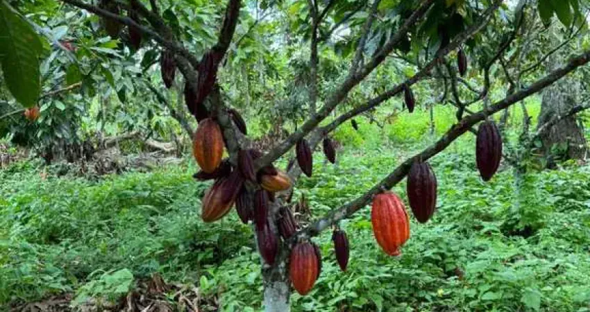 Fazenda à venda na Linhares, 1000, Aviso, Linhares