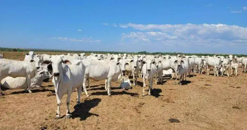 Fazenda à venda na Vicinal Do Projeto Seringa, 4333, Centro, Tailândia