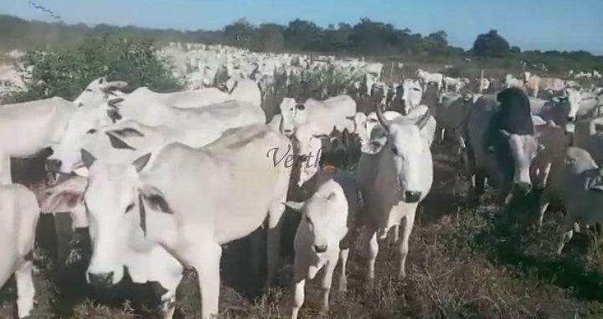 Fazenda à venda na Rural, Sn, Centro, Januária