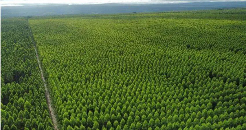 Fazenda à venda no Centro, São João do Paraíso 