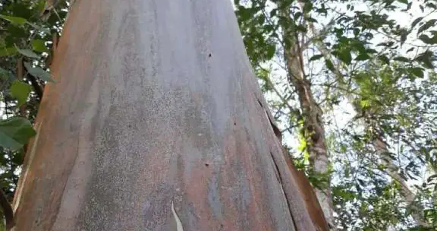 Fazenda à venda na Raul Soares, 1000, Centro, Juiz de Fora