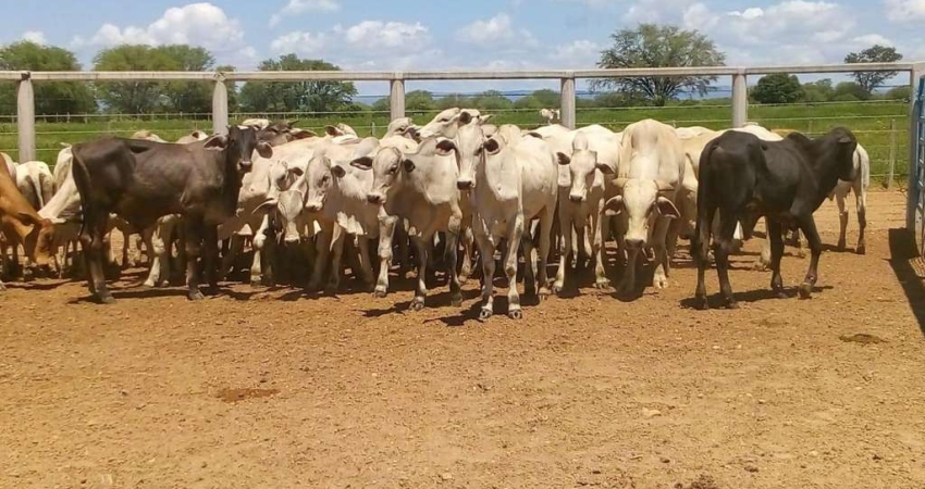 Fazenda à venda no Centro, Jaíba 