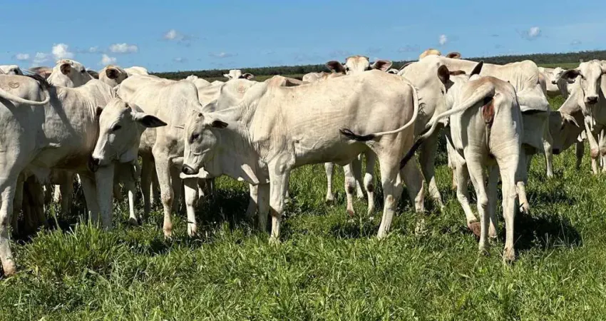 Fazenda à venda na Avenida das Hortênsias, 1000, Centro, Sapezal