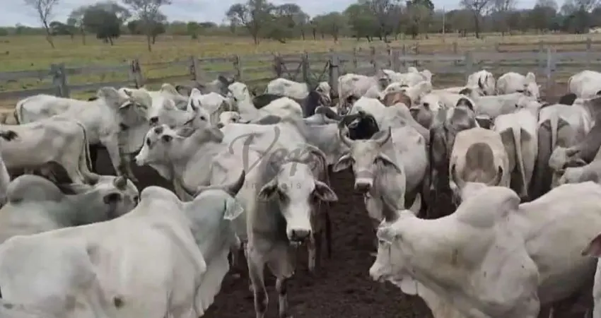 Fazenda à venda na Rua Camilo Alves Lelis, 1000, Centro, Januária