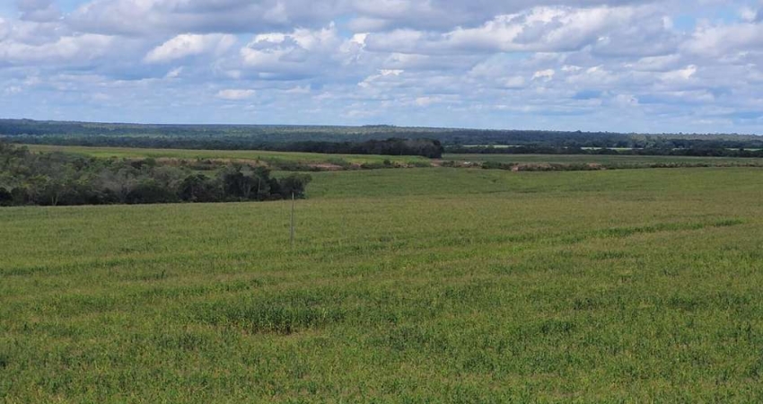 Fazenda 1.507 ha à venda Pedro Afonso-TO: Alta Produtividade