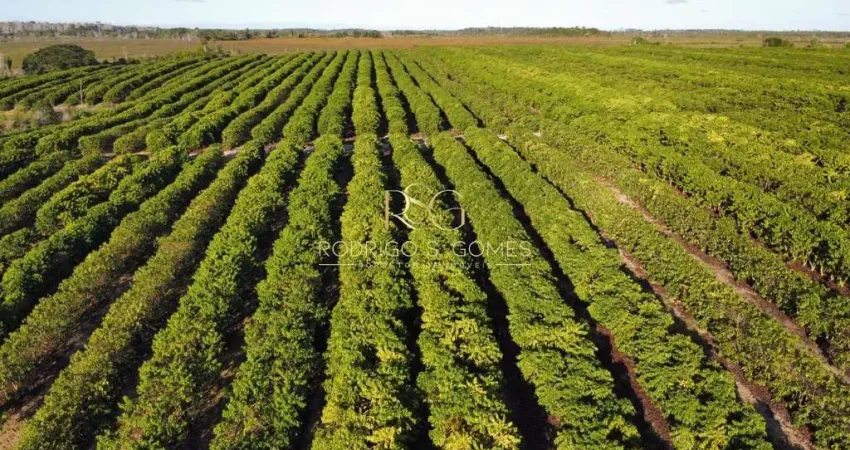Fazenda Café em  Santa Luzia/BA
