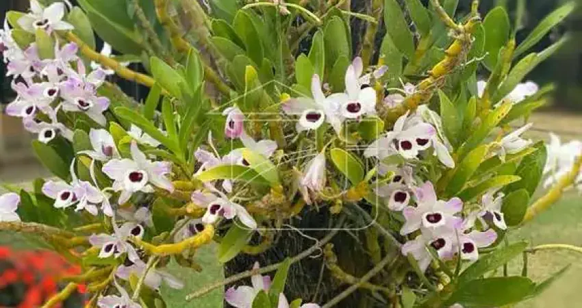 Chácara em Distrito de Jafa  -  Garça