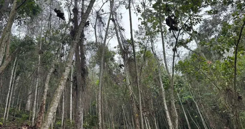 Terreno à venda em Ipiabas, Barra do Piraí 