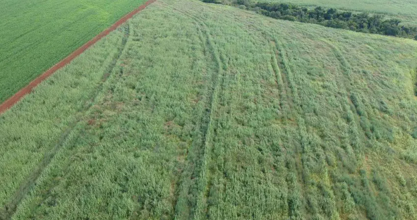 Fazenda à venda em Leópolis, Centro, com 1 quarto, com 78 alqueires