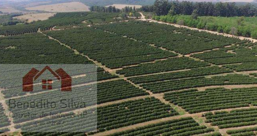 Fazenda na região de Ibiá com 2 milhões de pés de café - Minas Gerais em plena produção