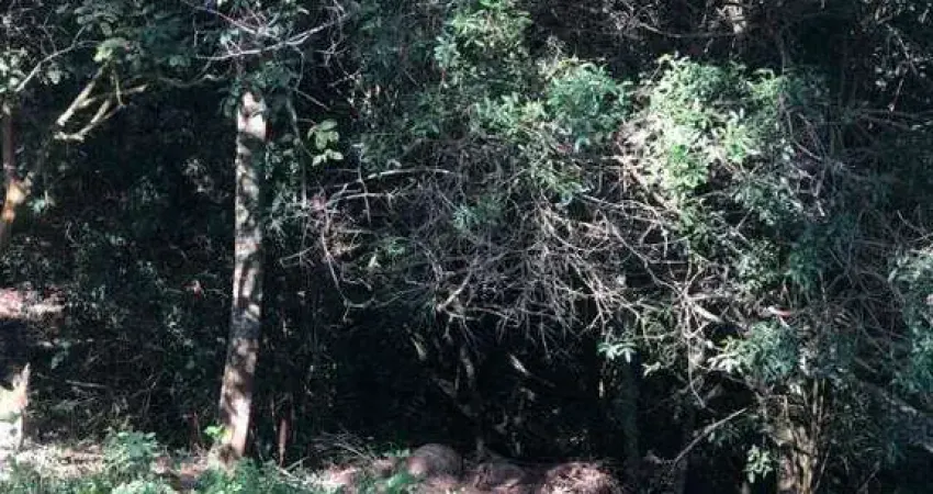 Casa à venda na Estrada da Serrinha, Vila Santo Antônio, São Roque
