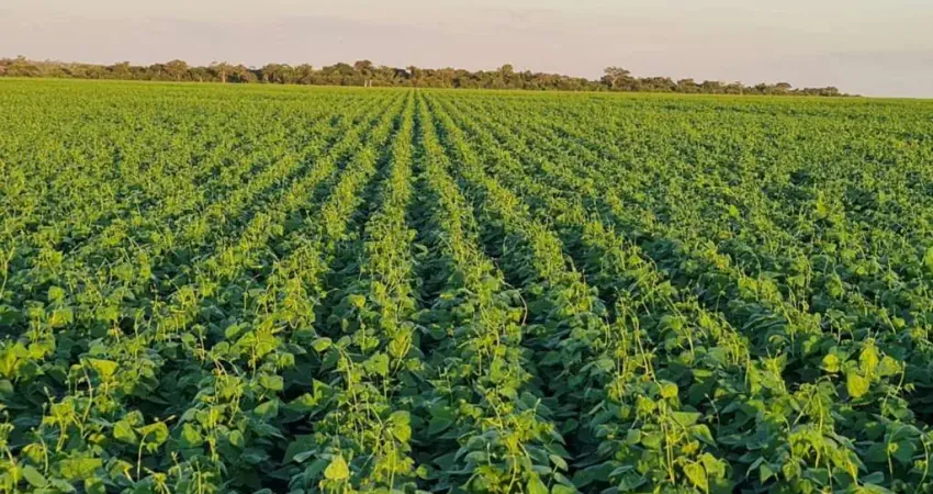 Fazenda à venda na Zona Rural, Gaúcha do Norte 