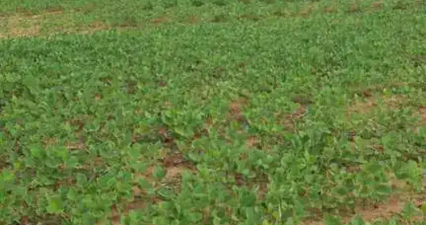 Fazenda à venda no Centro, Primavera do Leste 