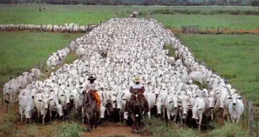 Fazenda à Venda  150.000 Hectares | Atualmente Pecuária e Extração de