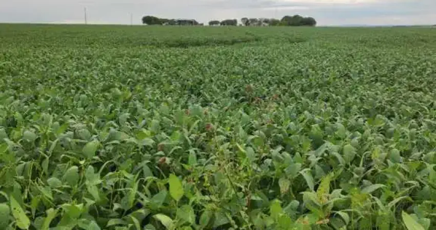 Fazenda a venda  Novo são Joaquim /próximo primavera