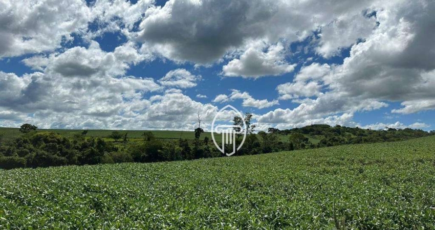 Sítio à venda, 42 alqueires por R$ 10.500.000 - Rural - Sertanópolis/PR