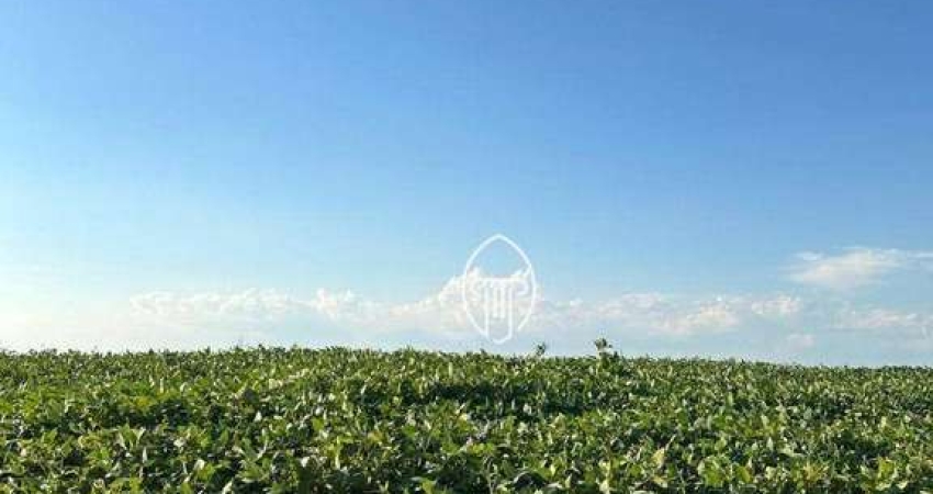 Sítio à venda, 10 alqueires por R$ 15.000.000 - Parque Industrial - Cambé/PR
