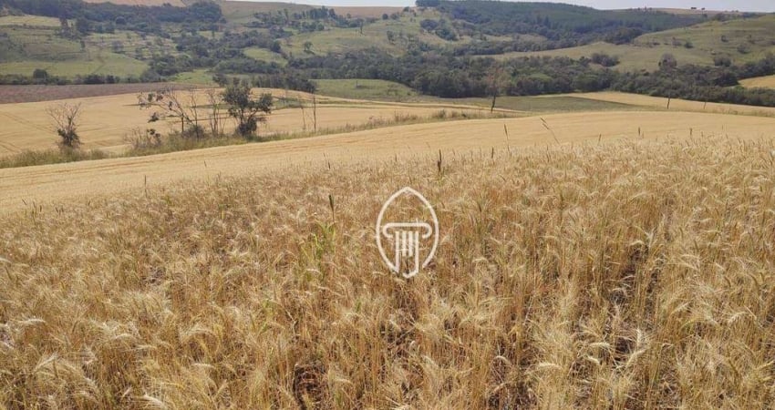 Fazenda à venda, 106 alqueires por R$ 19.000.000 - Zona Rural - Abatia/PR