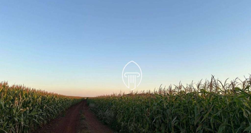 Fazenda à venda, 42 alqueires por R$ 16.000.000 - Zona Rural - Assaí/PR