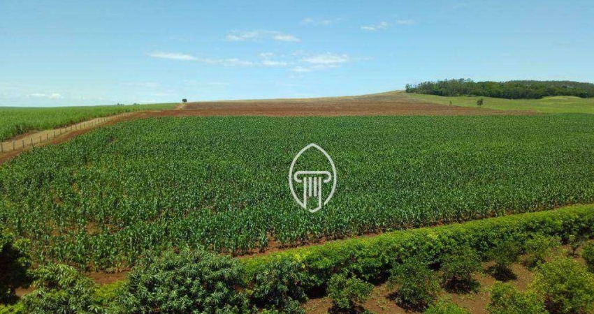 Fazenda à venda, 50 ALQ. por R$ 15.000.000 - Bela Vista do Paraíso/PR