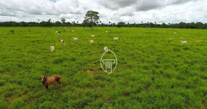 Fazenda à venda, 6470 hectares por R$ 350.000.000 - Zona Rural - Alto Araguaia/MT