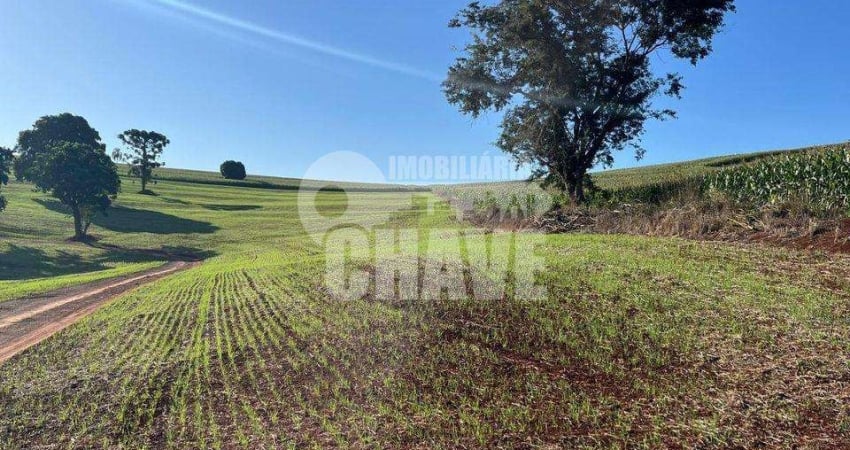 Vende-se Sítio de 6 Alqueires no Distrito Espírito Santo em Londrina - PR