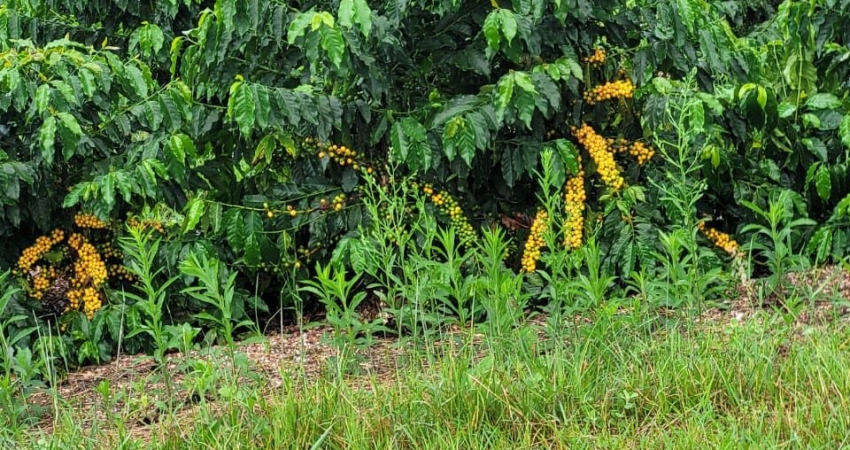 Fazenda à venda na Zona Rural, Capitólio 