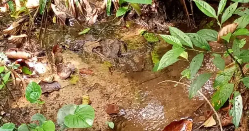 Chácara / sítio à venda no Testo Alto, Pomerode