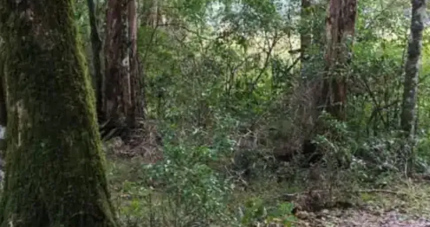 Linda chacara proxima da rota do sol, apanhador, dois km da chao