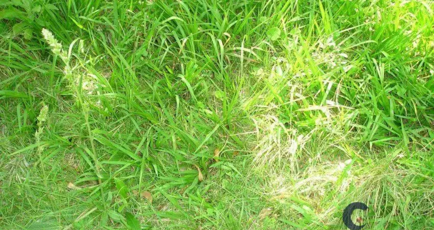 Terreno em condomínio fechado à venda na Rua das Camélias, Chácara Vale do Rio Cotia, Carapicuíba