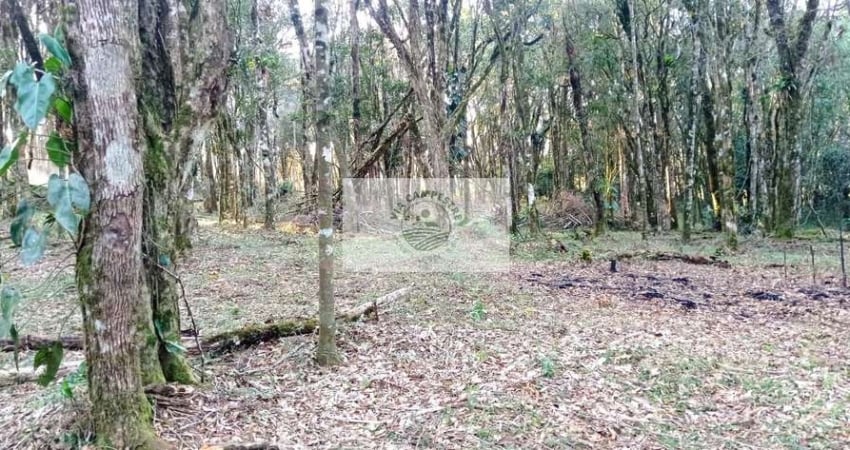 Sítio com 40.000 m2, parcialmente limpo, com nascente, 7 km do centro de Campo Alegre