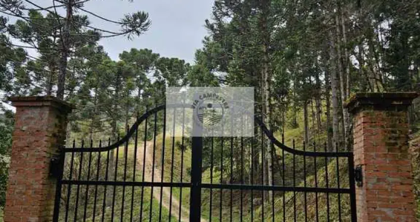 Sítio com 20.000 m², escriturado, pertinho do asfalto, analisa permuta