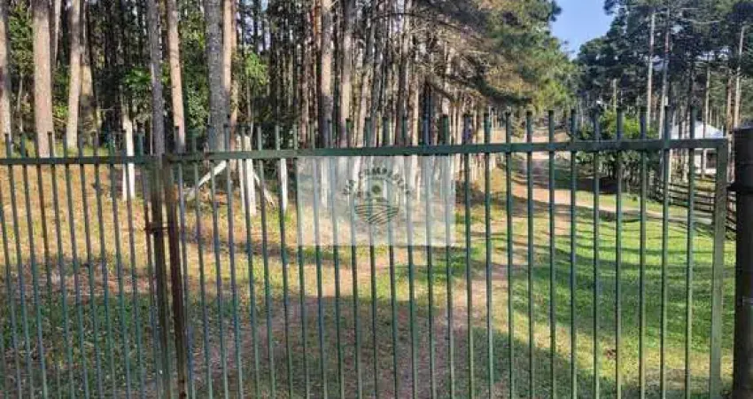 Sítio escriturado com 52.000 m², com nascente e lindas araucarias