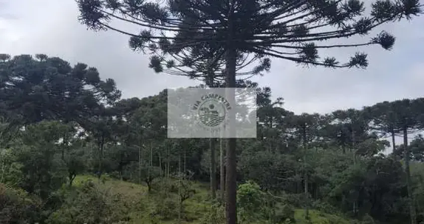 Sítio com 85.107 m², escriturado, com casa simples e galpão, lindas araucarias