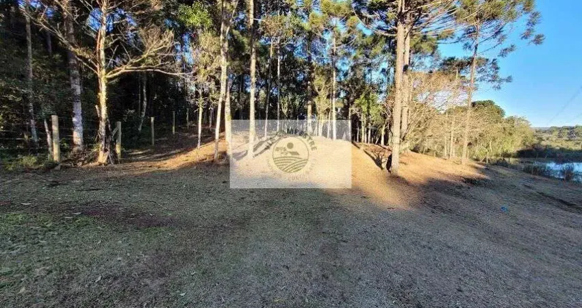Sítio com 20.000 m², no lageado, com riacho e lindas araucarias, 100 metros do asfalto